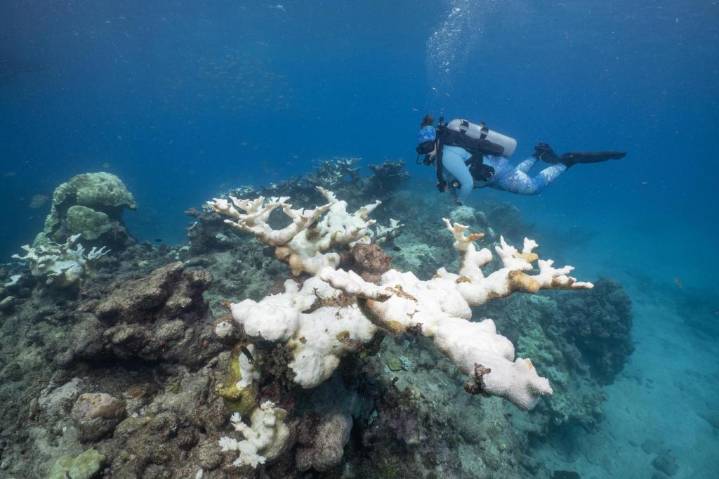Heat has essentially wiped out 2 key coral species on Florida reefs