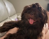 Tottenville resident needs help finding missing dog: Have you seen Coco?