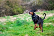 11 Brave Dog Breeds Ready For Any Wild Challenge