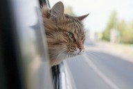Family Goes on 100 Mile Road Trip and Finds Their Cat on the Car's Roof