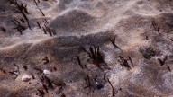 Extinción en Las Canteras: el sebadal de la playa desaparece por completo