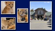 Issaquah's Cougar Mountain Zoo welcomes new cubs