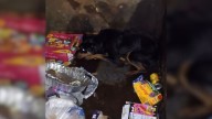 Heartbroken Dog Found Curled Up In Texas Dumpster After Being Thrown Away
