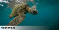 Del borde de la extinción a la esperanza: así es como se han recuperado las tortugas verdes marinas