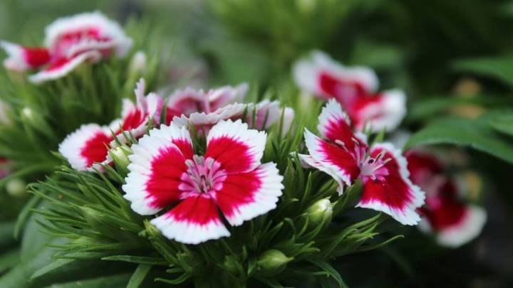La planta que resiste todo y florece sin pausa: mirá cómo cultivarla en tu jardín