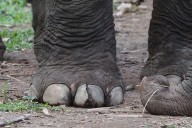Awareness programme on human-elephant conflict held at ZSI
