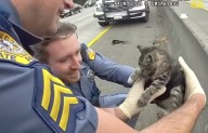 Video: WA troopers save kitten hiding under I