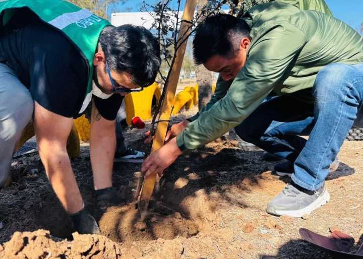 ¡Más verde que nunca! Reforestan el Parque de la Amistad con árboles nativos de Baja California