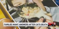 Bellevue families heartbroken after cats found dead