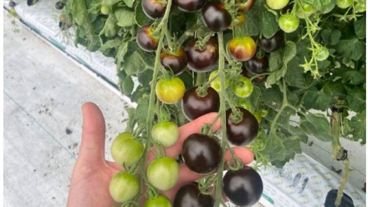 These could be the first GM fruits and vegetables that you eat