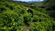 Bolivia lucha para quitar el estigma a la hoja de coca
