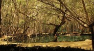 Profepa clausura dos predios en Yucatán por afectaciones a manglar.