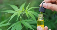 Cannabis blunts back pain in 2 new studies