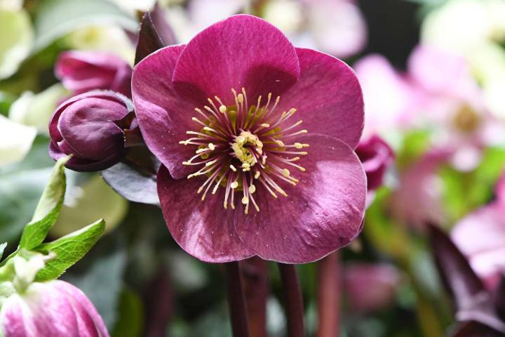 9 Winter-Blooming Plants That Flower During the Coldest Months of the Year