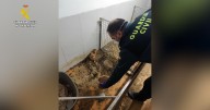 Corpses of 250 animals found with survivors eating the dead in "breeding ground of horror" in Spain