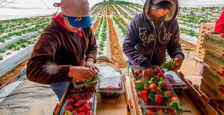 En Michoacán, 1 de cada 5 vive del campo, pese a informalidad y bajos ingresos