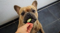The 13 Best Dog Food Toppers for French Bulldogs