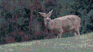Disease outbreak has killed nearly 100 deer around Grand Forks, B.C., province says
