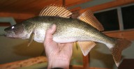 Minnesota DNR lowers winter walleye limit on Upper Red Lake