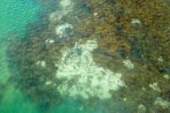 World’s coral reefs near irreversible die
