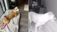 Minnesota Owner Checks Security Cam Footage, What Her Paralyzed Dog Does Leaves Her Speechless
