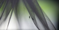 Los mosquitos llegan a Islandia