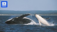 Eastern Australian humpback whale population now well above pre