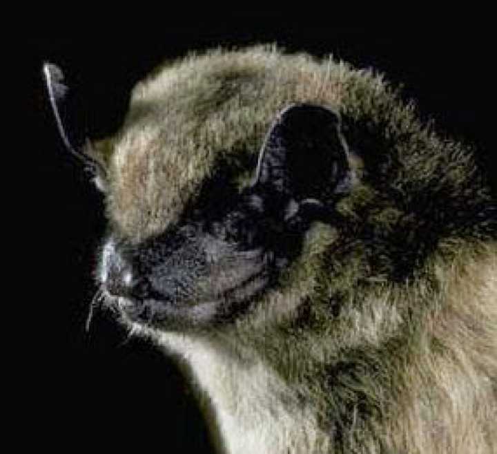 Fungus that causes white-nose syndrome in bats found in Clark County