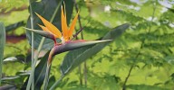 La flor ave del paraíso: historia, características y usos