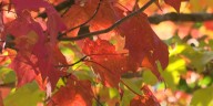 Fall foliage at peak in North Country