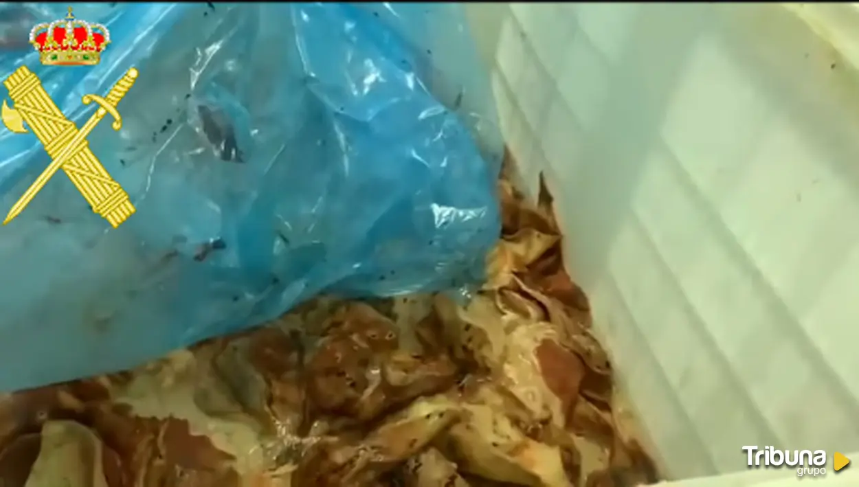 Hallan 9.000 kilos de carne en putrefacción en una nave de Montejo