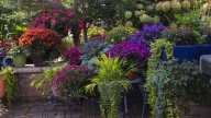 14 Gorgeous Purple Flowers You Should Be Planting In October