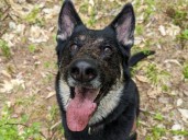Toddler safe after dog tracks her for hours in cold dense woods