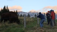 I escaped Dracula tourist tat to hike among Transylvania's bison and bears