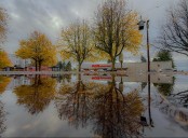 West Seattle Blog… | West Seattle Junction Harvest Festival, Fauntleroy Creek salmon welcome, more for your Sunday