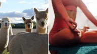 Australia’s craziest working expenses revealed from alpaca yoga retreats to taxidermied kangaroos