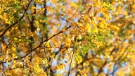 Sunny, warm first weekend of October in mid
