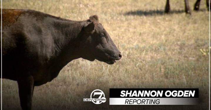 Colorado cattle ranchers upset over Trump's proposed increase in beef from Argentina