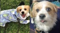 San Juan de Lurigancho: familia busca a perrito de soporte emocional que desapareció hace más de 72 horas