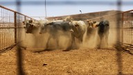 Detectan nueva plaga en la frontera México-EEUU y pone en jaque a las autoridades