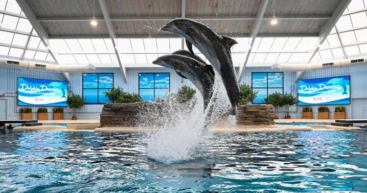 Brookfield Zoo Chicago unveils Dolphin Discovery show inside renamed habitat