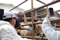 Ganaderos exigen revisión sanitaria en 7 tianguis para evitar propagación de gusano barrenador
