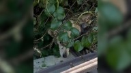 California Dog Evades Rescue Until One Discovery Reveals The Heartbreaking Reason Behind Her Fear