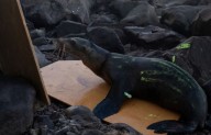 Rescatan a dos lobos marinos atrapados en redes en Baja California