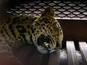 Leopard captured after wandering into Indonesian hotel