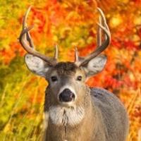 ‘Blue tongue’ disease suspected in Montana deer deaths