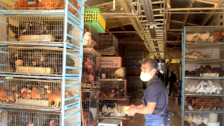 Venta de Animales en Mercado de Sonora Quedará Prohibida, afirma Alcaldesa