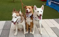 Barks, Bites 'N' Brews hits City Food Hall Orlando Saturday