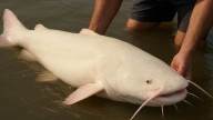 Un pescador captura un extraño pez albino de 40 kilos y las redes no dan crédito: han tenido que devolverlo al río