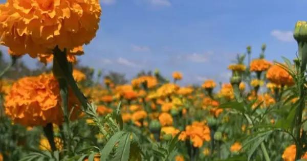 Video | Coloridas flores ya inundan Ejido en Mexquitic